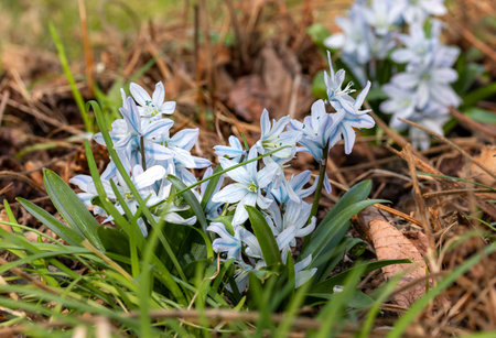 Macro of Scilla siberica Siberian squill blossoms in early spring
