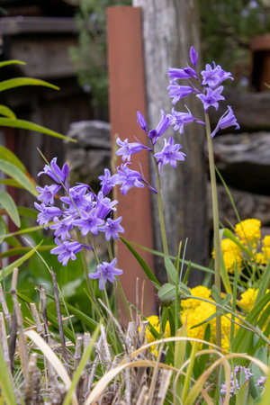 Spanish bluebell Hyacinthoides hispanica blooming in aprilの写真素材
