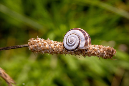 Helicella itala heath snail banded form, apical side