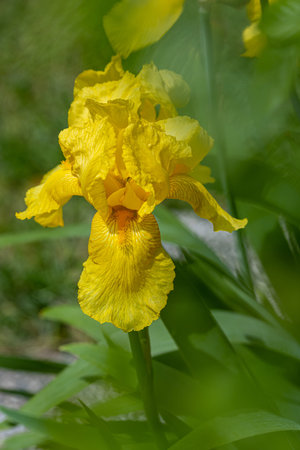 close up of yellow bearded iris germanica