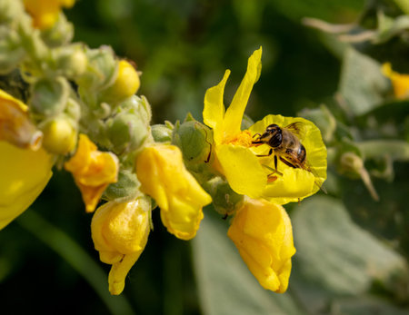 Honey bee on Verbascum thapsus, the great or common Mullein blossoms