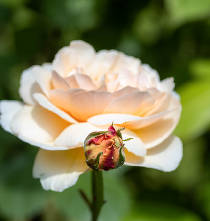 peach rose blossom and bud in summer garden with narrow depth of fieldの写真素材