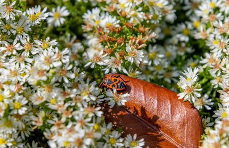 Pyrrhocoris apterus on heath aster symphyotrichum ericoides blossoms