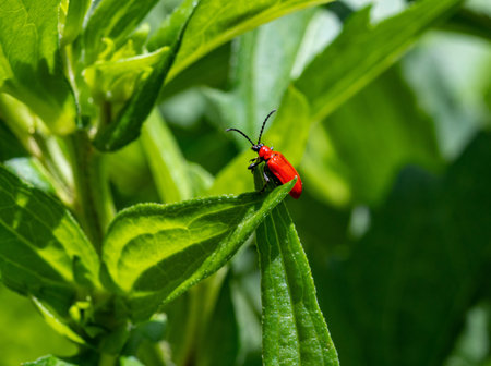 lilioceris lilii scralet lily beetle sitting on a leaf in the garden
