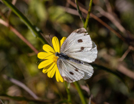 pieris rapae small cabbage white butterfly on a senecio inaequidens or narrow-leaved ragwortの写真素材