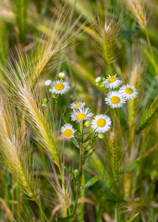 erigeron annuus annual daisy fleabane blooming in wildflower meadow
