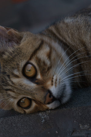 Close-up portrait of a young tabby street cat from Istanbul resting on urban pavement, showcasing...