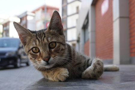 Young striped street cat resting on urban pavement in historic Istanbul neighborhood, showcasing expressive amber eyes and detailed whiskers with traditional architecture backdropの写真素材