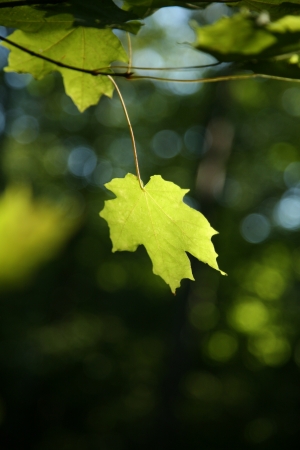 Green Maple Leaf Backlitの写真素材