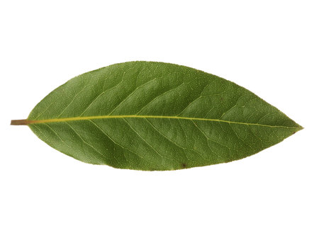 Single bay leaf isolated on white background