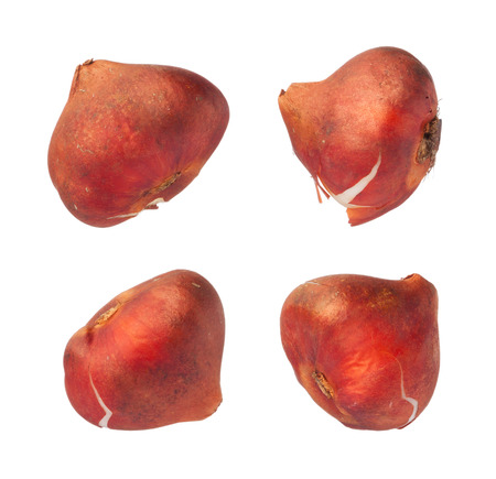 Tulip bulbs isolated on white background, close upの写真素材