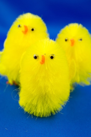 Easter Chicks on a blue backgroundの写真素材