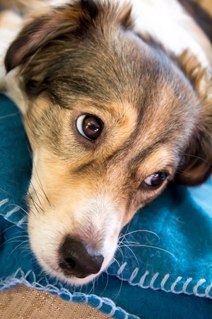 Melancholy dogの写真素材