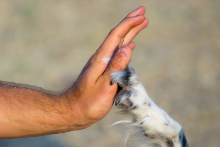 Dog paw and human hand giving fiveの写真素材