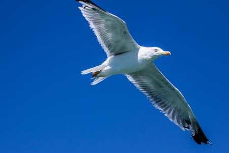 Flying Seagull ijn the blue skyの写真素材