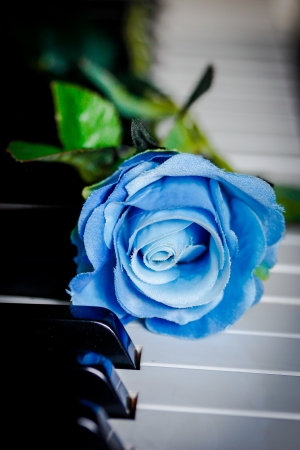 Blue rose on a pianoの写真素材