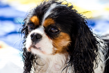 Wet Cavalier king purebreed の写真素材