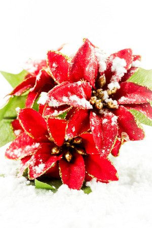 Christmas poinsettia with snowの写真素材