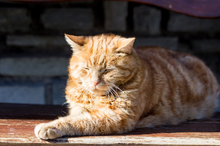A red cat is resting at the sunの写真素材