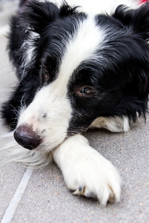 Sad border collie on the groundの写真素材