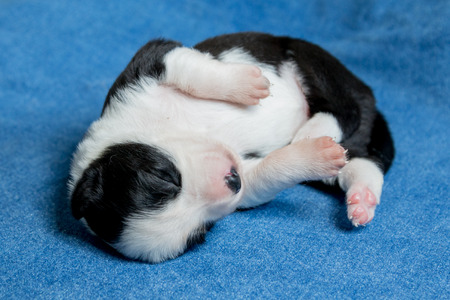 Sleeping newborn black and white border collieの写真素材