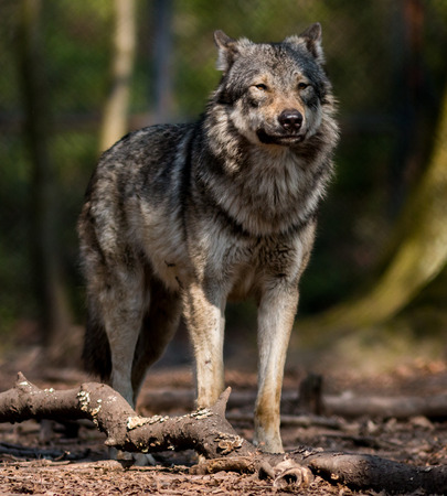 A Wolf stands  in the forestの写真素材