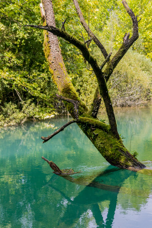Tree over the river. Summer landscape.の写真素材