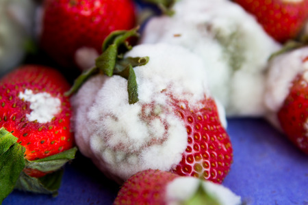 Moldy strawberries in macro close upの写真素材