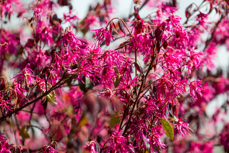 Pink tree branch - spring conceptの写真素材