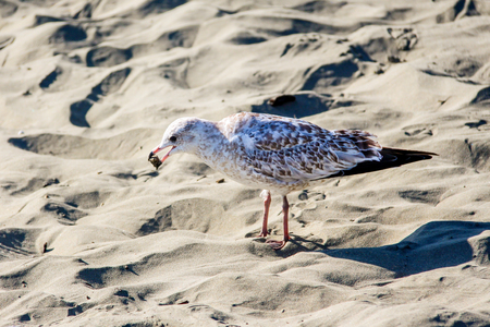 Seagull with a piece of bread in its mouthの写真素材