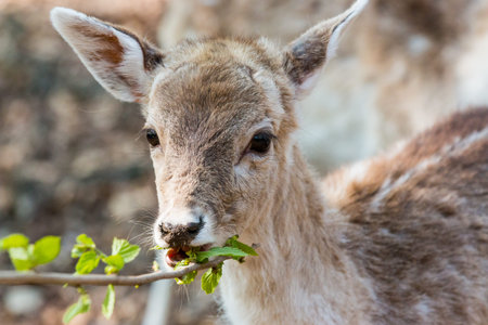 A little Fawn looking at the camera and eating leavesの写真素材