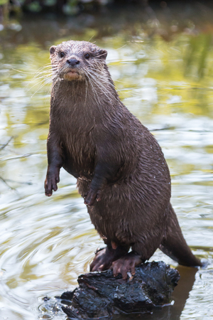 A curious river otter in the riverの写真素材