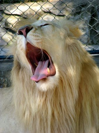 white lion singの写真素材