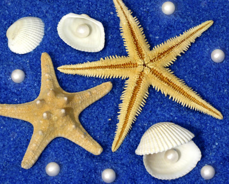 sea life