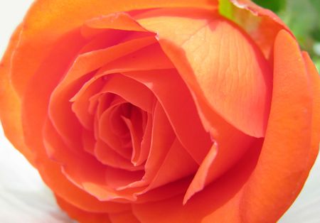 Closeup of beautiful red roseの写真素材