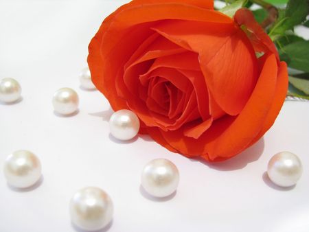 Rose and white pearlsの写真素材