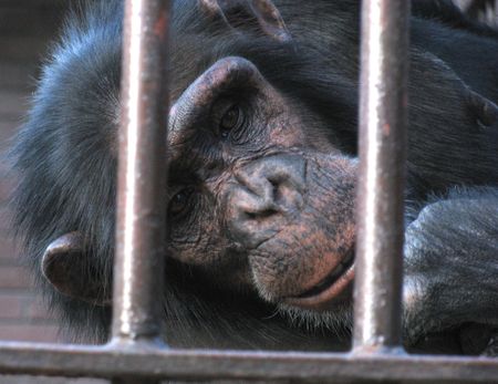 one monkey の写真素材