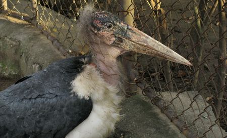 Beautiful special bird lookingの写真素材