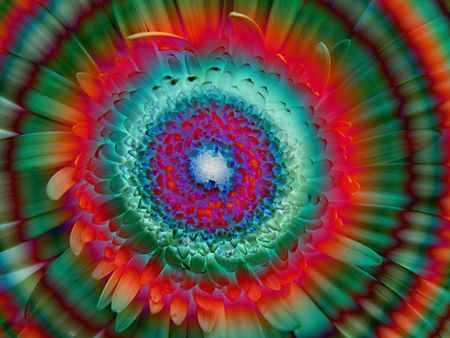 colorful flowerの写真素材