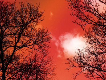 Leafless branches under beautiful sunsetの写真素材