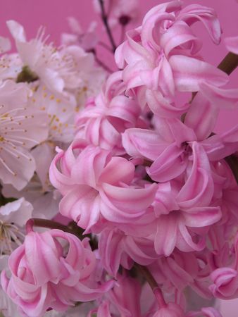 spring flower background    の写真素材