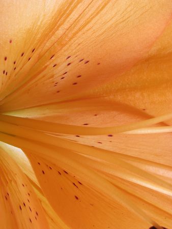 flowers background の写真素材