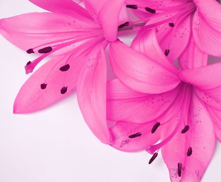 flowers backgroundの写真素材