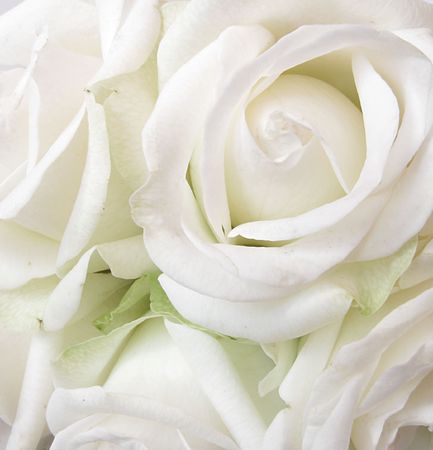 white roses の写真素材