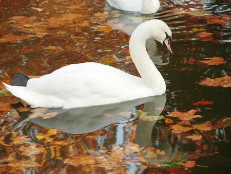 Graceful Swan on a lakeの写真素材