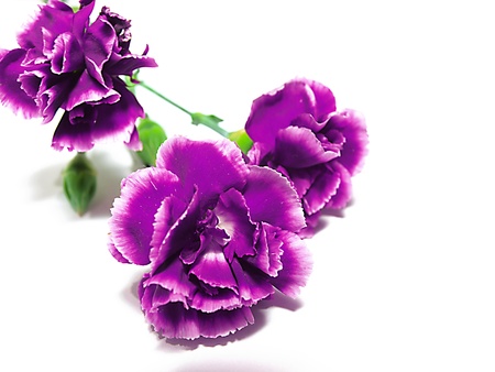 flowers backgroundの写真素材