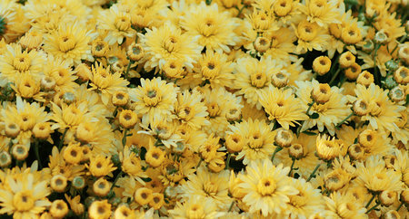 flowers background 