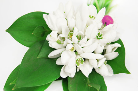 flowers background spring
