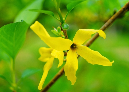 flowers background springの写真素材