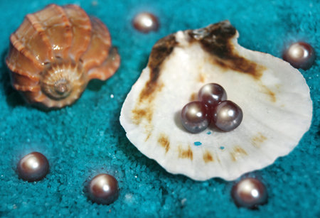 pearls and shellsの写真素材